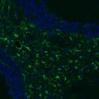 Immunofluorescence staining of mouse brain shows strong positivity in astrocytes in the cerebellum.