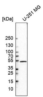 Western blot analysis in human cell line U-251 MG.