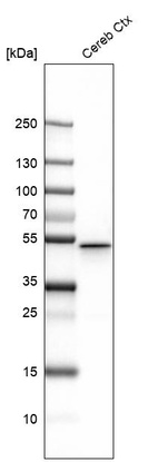 Western blot analysis in mouse cerebral cortex tissue.