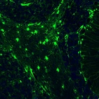 Immunofluorescence staining of rat brain shows strong positivity in glial cells in the cerebellum.