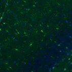 Immunofluorescence staining of rat brain shows moderate positivity in astrocytes in the hippocampus.