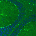 Immunofluorescence staining of mouse brain shows moderate positivity in the cerebellum.