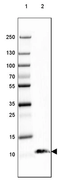 Lane 1: Marker [kDa] 250, 130, 100, 70, 55, 35, 25, 15, 10_br/_Lane 2: Human Cerebral Cortex tissue