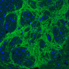 Anti-SLC32A1 Antibody