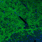 Immunofluorescence staining of rat midbrain shows strong positivity in GABAergic fibers in substantia nigra, pars reticulata.