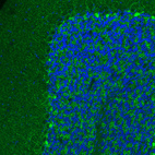 Anti-SLC32A1 Antibody