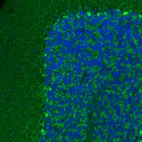 Immunofluorescence staining of mouse brain shows moderate positivity in GABAergic processes in the cerebellum.