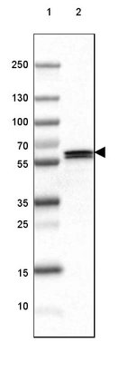 Lane 1: Marker [kDa] 250, 130, 100, 70, 55, 35, 25, 15, 10_br/_Lane 2: Human Cerebral Cortex tissue