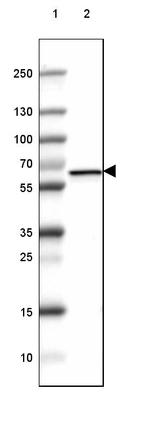 Lane 1: Marker [kDa] 250, 130, 100, 70, 55, 35, 25, 15, 10_br/_Lane 2: Mouse Cerebral Cortex tissue
