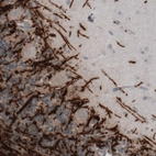 Immunohistochemical staining of human cerebellum shows strong immunoreactivity in myelinated neural fibers.