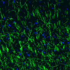 Immunohistochemical staining of mouse cerebral cortex shows strong positivity in myelinated neural fibers.