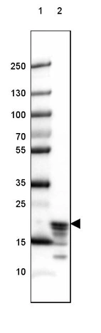 Lane 1: Marker [kDa] 250, 130, 100, 70, 55, 35, 25, 15, 10_br/_Lane 2: Human Cerebral Cortex tissue