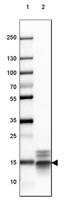 Lane 1: Marker [kDa] 250, 130, 100, 70, 55, 35, 25, 15, 10_br/_Lane 2: Mouse Cerebral Cortex tissue