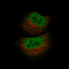 Immunofluorescence staining of A549 cells using the Anti-MBP monoclonal antibody, showing specific staining in the nucleoplasm in green. Microtubule- and nuclear probes are visualized in red and blue, respectively (where available).