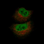 Immunofluorescence staining of A549 cells using the Anti-MBP monoclonal antibody, showing specific staining in the nucleoplasm in green. Microtubule- and nuclear probes are visualized in red and blue, respectively (where available).