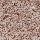 Anti-MBP Antibody