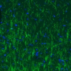 Immunohistochemical staining of mouse cerebral cortex shows strong immunoreactivity in myelinated fibers.