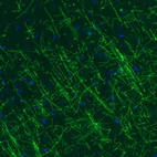Immunohistochemical staining of rat cerebral cortex shows strong immunoreactivity in myelinated fibers.