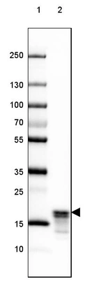 Lane 1: Marker [kDa] 250, 130, 100, 70, 55, 35, 25, 15, 10_br/_Lane 2: Human Cerebral Cortex tissue