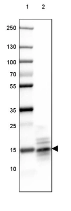 Lane 1: Marker [kDa] 250, 130, 100, 70, 55, 35, 25, 15, 10_br/_Lane 2: Mouse Cerebral Cortex tissue
