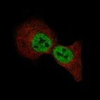 Immunofluorescence staining of A549 cells using the Anti-MBP monoclonal antibody, showing specific staining in the nucleoplasm in green. Microtubule- and nuclear probes are visualized in red and blue, respectively (where available).