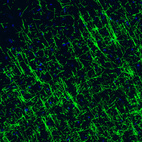 Immunofluorescence staining of rat cerebral cortex shows strong positivity in myelinated neural fibers.
