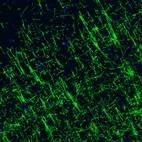 Immunofluorescence staining of rat cerebral cortex shows strong positivity in myelinated neural fibers.