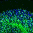 Immunofluorescence staining of mouse cerebellum shows strong positivity in myelinated neural fibers.
