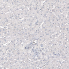 Anti-MBP Antibody