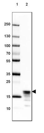Lane 1: Marker [kDa] 250, 130, 100, 70, 55, 35, 25, 15, 10_br/_Lane 2: Human Cerebral Cortex tissue