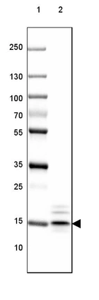 Lane 1: Marker [kDa] 250, 130, 100, 70, 55, 35, 25, 15, 10_br/_Lane 2: Mouse Cerebral Cortex tissue