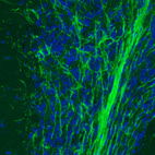 Anti-MOG Antibody