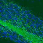Immunohistochemical staining of mouse cerebellum shows strong immunoreactivity in myelinated neural processes.