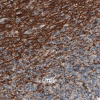 Immunohistochemical staining of human cerebellum shows strong immunoreactivity in myelinated neural processes.