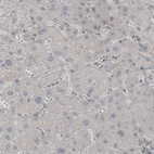 Anti-MOG Antibody