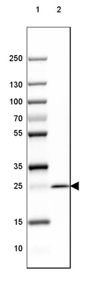Lane 1: Marker [kDa] 250, 130, 100, 70, 55, 35, 25, 15, 10_br/_Lane 2: Human Cerebral Cortex tissue