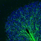Immunofluorescence staining of rat brain shows strong positivity in myelinated neural fibers in the cerebellum.