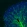 Anti-MOG Antibody