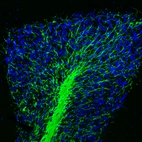 Immunofluorescence staining of mouse brain shows strong positivity in myelinated neural fibers in the cerebellum.