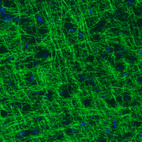 Immunohistochemical staining of rat cerebral cortex shows strong immunoreactivity in myelinated neural fibers.