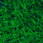 Immunohistochemical staining of rat cerebral cortex shows strong immunoreactivity in myelinated neural fibers.