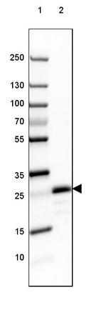 Lane 1: Marker [kDa] 250, 130, 100, 70, 55, 35, 25, 15, 10_br/_Lane 2: Human Cerebral Cortex tissue