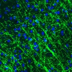 Immunofluorescence staining of mouse brain shows strong positivity in oligodendrocytes in the cerebral cortex.