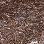 Immunohistochemical staining of human cerebellum shows strong positivity in oligodendrocytes and myelinated fibers.