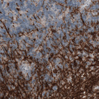 Immunohistochemical staining of human cerebellum shows strong immunoreactivity in oligodendrocytes and myelinated neural processes.