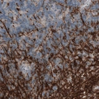 Immunohistochemical staining of human cerebellum shows strong immunoreactivity in oligodendrocytes and myelinated neural processes.
