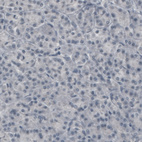 Anti-CNP Antibody