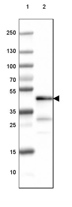 Lane 1: Marker [kDa] 250, 130, 100, 70, 55, 35, 25, 15, 10_br/_Lane 2: Human Cerebral Cortex tissue