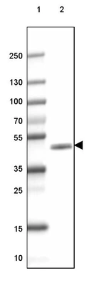 Lane 1: Marker [kDa] 250, 130, 100, 70, 55, 35, 25, 15, 10_br/_Lane 2: Mouse Cerebral Cortex tissue