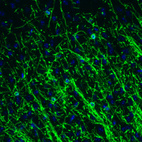 Immunofluorescence staining of mouse brain shows strong positivity in oligodendrocytes in the cerebral cortex.